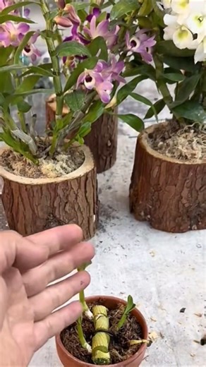 let's Using techniques tutorial videos ! Dendrobium densiflorum plants propagation #short🌵🍀🌵🌵🌵🌱🌱🌱🌱🌱