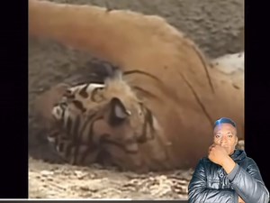 1.7M views · 15K reactions | F!ghts Between Lion Vs Tiger - Tiger K!lls two Lion to prove who is the king of jungle. | Nifty Global | Facebook