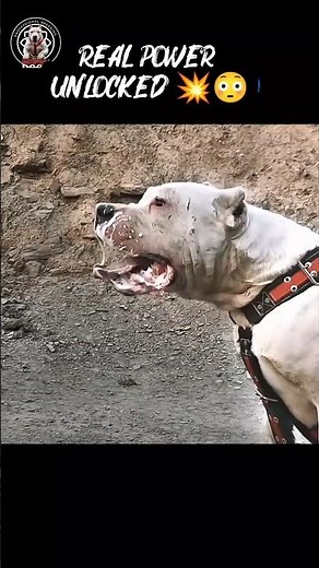Dogo Argentino Goes FULL Beast Mode 😨🔥 | Real Power”