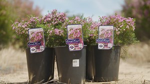 Trevor leads us on a journey through Helix Australia’s trial grounds, showcasing thousands of vibrant waxflowers growing close to their native roots 💐 #TheGardenGurus #Throwback #plants #Australia #waxflowers | The Garden Gurus
