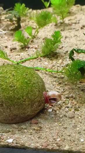 Ramshorn snail #snail #shorts #aquarium