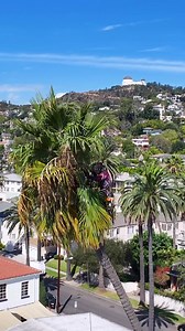 Trimming these beautiful 120ft Mexican Palm Trees in Los Feliz, CA 🌴 We’re removing dead fronds, seed pods, and loose debris to help reduce falling hazards #climbing #treeservice #losangeles #thebest | Everest Tree service