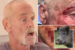 How hog tore body up in attack that 'looked like someone was killed'