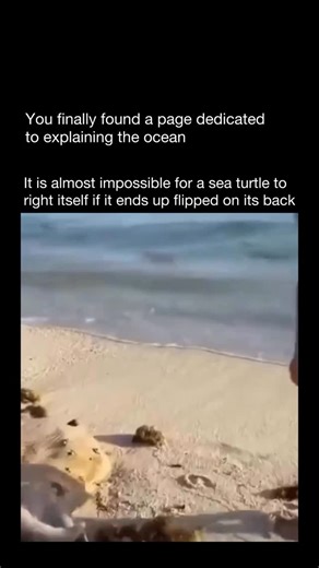 Explaining The Ocean on Instagram: "It can be quite hard for a sea turtle to flip back upright if it ends up on its back. Their bodies are built for swimming, not for rolling over on land. The heavy, dome-shaped shell, stiff flippers, and short neck make it awkward for them to push against the ground. On land, especially on flat or sandy beaches, a turtle that falls on its back may struggle for a long time and sometimes can’t turn over at all without help. This can leave them vulnerable to overh