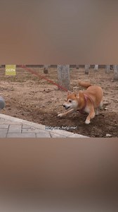 7.6K views · 46 reactions | In the future, your dog's best walking buddy might just be… a robot! CGTN's Liu Yitong took her pup for a stroll and met a robotic dog - and its robot companion! Was it a friendly encounter or an unexpected "dog-walking challenge?" #FutureTech #RobotDog #AI #SmartLiving #DogWalking #2025ChinaAgenda #China | CGTNEurope | Facebook