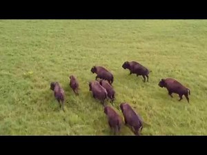 Seneca Nation Buffalo Farm