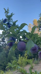 Santa Rosa Plum Harvest 😋 #gardenharvest #plum #fruittree #growyourownfood #zone9garden | Gardeningwithtara