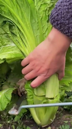 Sharp Blade Plant Cutting Process | Fast & Precise Agricultural Tool in Action