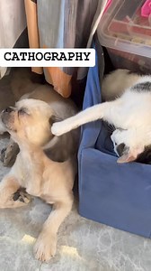 Despite their differences, a cat and dog's unconditional love speaks volumes. 🫶#fbreelsfypシ゚viralシ #fbreelsfypシ゚viralfbreelsfypシ゚viral #fbreelsfypシ゚ #fb #fbreelsvideo #fbreels23 #trend #trendingnow #trendingreels #trendingpost #catsofinstagram #cat #catlover #catoftheday #catloversclub #catlover #fbreelsvideo #fbreelsfypシ゚ #fbreelsfypシ゚viral #viralreelsfbpage #viralreel #viralvideo #viralreelsシ #viralshor | CAThography