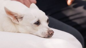 Značkující Mikeš a jak vybrat vhodného psa - Kočka není pes | Česká televize