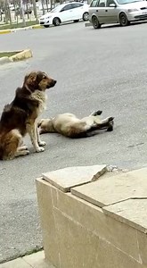 !!Warning: Graphic Videos!! Max and Ruby were living a quiet existence - together, as strays - when one early morning, Ruby wandered too close to the road. The driver had no regard for Ruby or her life and ruthlessly ran over her body. With no one to care about her, Ruby laid in the middle of the road for hours after. The only living being to stay with her through it all..was Max. His love and dedication to her outweighed any consequence that might have come from sitting in the road with her. He