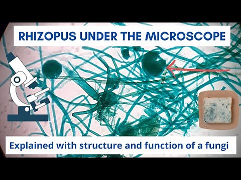 Rhizopus Nigricans (Bread mold) under the microscope | Fungi structure and function