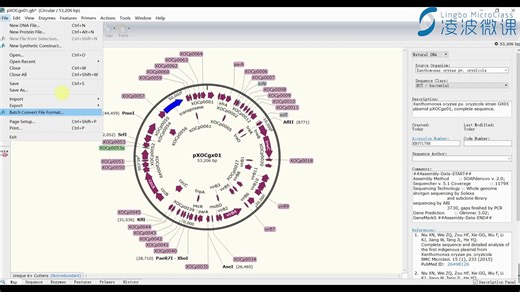 凌波微课-snapgene绘制基因组圈图