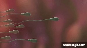 Fertilization on Make a GIF