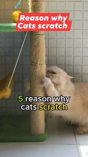 Reason why cats scratch #cats #reelsfypシ #catreelsfbviral #catsreelsfb #catreelviral #reelscats #catreelstrending #catsfacts #reels | All about cats