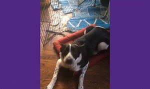 13K views · 266 reactions | Look At That, or “LAT,” is one of Leslie...