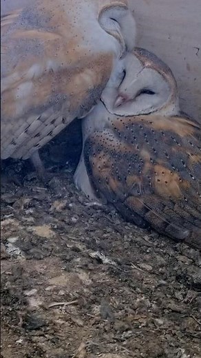 😍🦉 Adorable Animal Moments | Owl Kisses While Sitting on Eggs