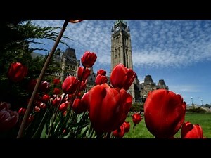 Gardening: Planting bulbs to get best results next spring
