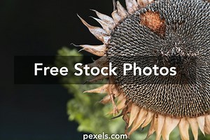 Free Green Background Shots Photos