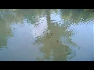 Polarized sunglasses