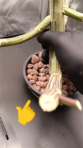 I love u & you'r Roots 💚