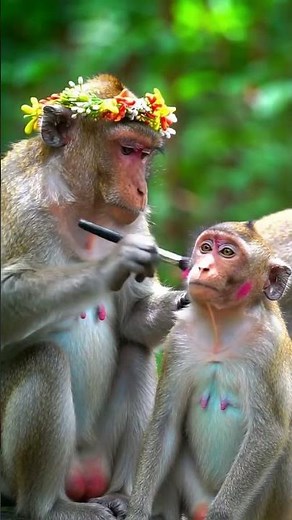 🐒 Monkey Doing Makeup 😂 | Funny Animal Shorts | Cute Monkey Comedy