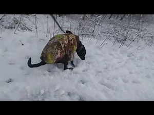 Lots of dog pooping during walks