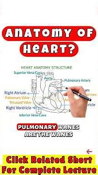 Anatomy of Heart | chambers & valves of Heart #heartanatomy #heart #biology #short #viral #shorts