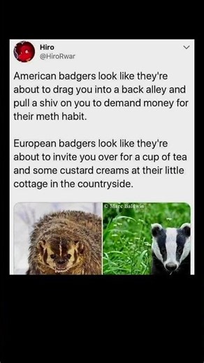 badger behavior explained 🦡 | Subscribe for more #motivation 😊👍