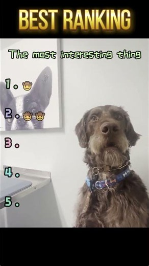 The dog is afraid of going to the vet.#funny #funnyvideo #fyp #foryou #dog #dogvideos #funnytiktok
