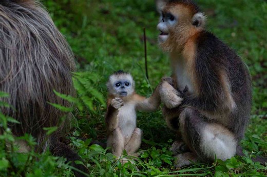 China’s rare golden monkeys debut at European zoos, a possible successor to ‘panda diplomacy’