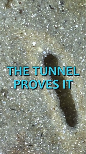 The Worm Left a Tunnel in My Tank, and the Sand Changed Color