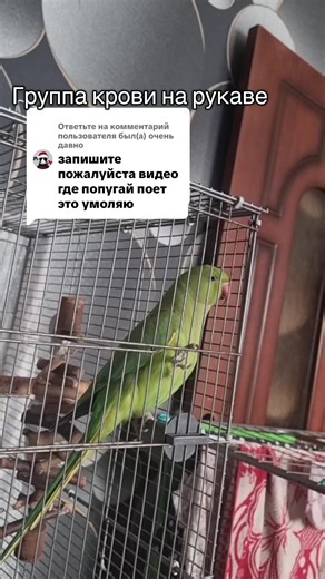 Parrot Sings Popular Songs Compilation