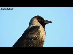 Crow Sounds Effects - A very Different Call haven't heard. Crow Calling sound