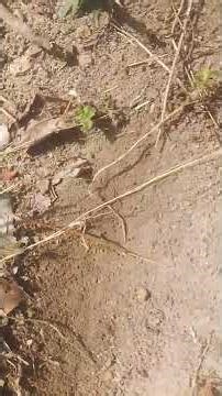 5het đất đen pha các giá 250 triệu một hét 0867865949zalo0376080656 em Lỷ