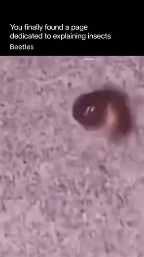 Explaining Insects 🦋 on Instagram: "Beetles are insects known for their hard, protective front wings (called elytra) that shield the delicate flying wings underneath. This armor-like design helps them survive in harsh environments and makes them one of the most resilient insect groups on Earth. They come in an astonishing range of sizes, shapes, and colors—from tiny grain beetles to massive stag beetles with antler-like jaws. Beetles live almost everywhere: forests, deserts, freshwater edges, s