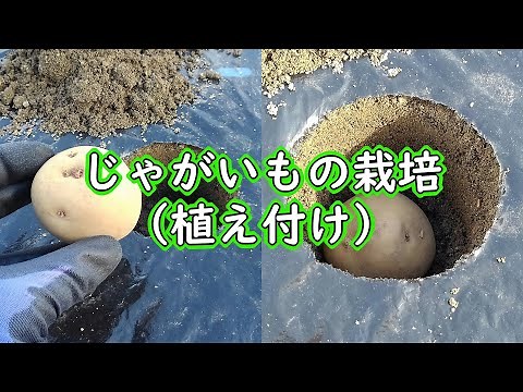 じゃがいもの栽培：種芋の植え方（春じゃがいもの植え付け）- 春の馬鈴薯の植え時期は2月