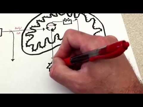 Cellular Respiration: the BIG picture