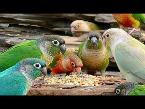 Parrot brightly colored parrots are eating their food in a relaxed manner. Green cheek conure.