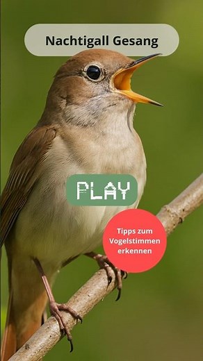 🎵 Nachtigall Gesang – Vogelstimmen erkennen im Frühling