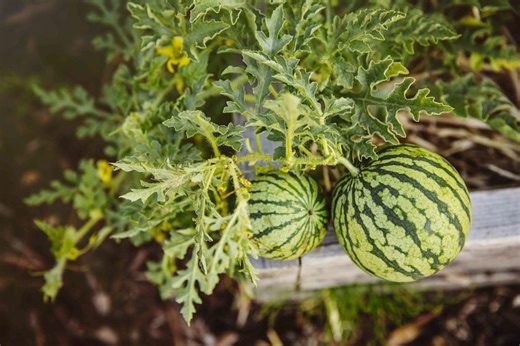 How To Grow Watermelon From Seed For A Sweet Summer Harvest