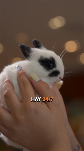 PetCenter NJ | Think you know everything about rabbits?🥕 Let’s bust some common myths and reveal the real facts about these fluffy friends🐰Comment if we... | Instagram