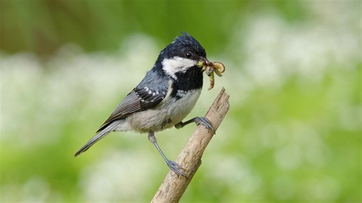 Rare moment coal tit carries caterpillars for its chicks