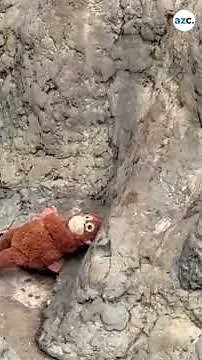 Abandoned baby monkey drags around 'Surrogate Mother' stuffed toy