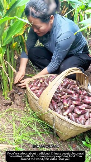 Harvesting Yanghe in Southern Village! 🌱🌿