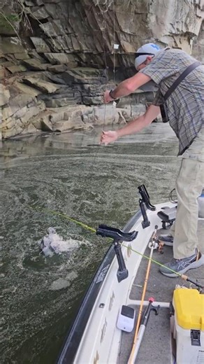 Best Time to Set Bush Hooks, Shad Spawn, #fishing
