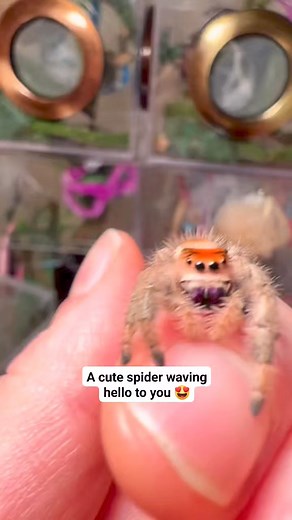 83K views · 375 reactions | A cute jumping spider waving hello to you  Video: Video: opheliathemonster/TikTok #jumpingspider #spiderknowledge #cutenessoverload #cutespider #spiders | Spider Knowledge | Facebook