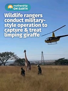 Talk about going lengths for your patients 🦒 Wilde Tracks also addressed concerns about the calf, saying it was closely monitored throughout the procedure to ensure its safety. Following treatment, the mother giraffe was reunited with her calf. #mothershipenvironment #giraffe #fyp