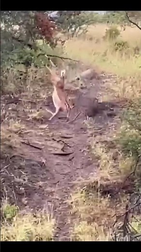 Wildlife: Leopard Ambushes Deer Mid-Air! 😱 WILD Hunt! #animals #wildlife #hunting