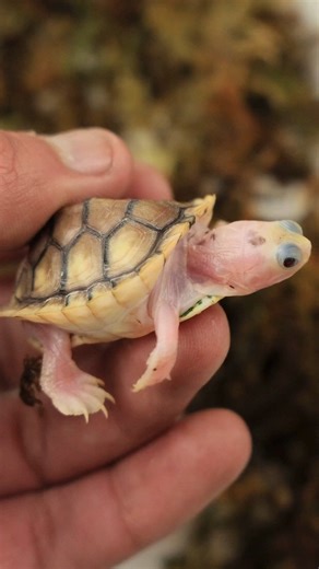 It looks almost unreal. Like someone painted a turtle with milk instead of mud. 🐢 But this isn’t a filter. And it isn’t a new species. It’s albinism. This tiny hatchling was born without melanin, the pigment that normally gives turtles their dark shells and greenish skin. Without it, the shell develops pale ivory tones and the skin looks pink because blood vessels show through. Beautiful to us. Much harder in the wild. Albino turtles don’t get the camouflage other hatchlings rely on. In nature,